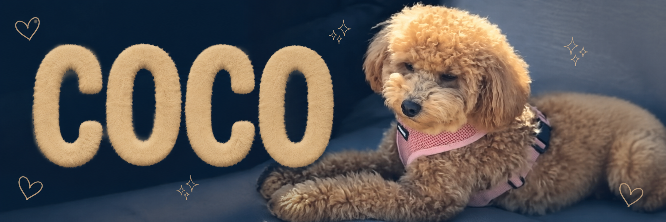 COCO banner featuring Coco, a fluffy tan dog