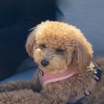 Coco relaxing on a couch